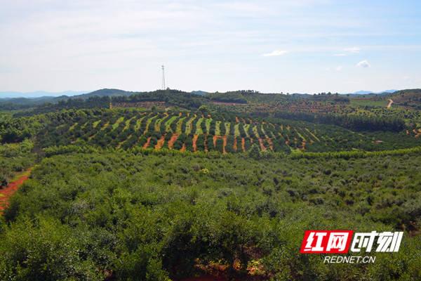 下养殖,加工,产品研发和油茶生态旅游为一体的农业产业化市级龙头企业